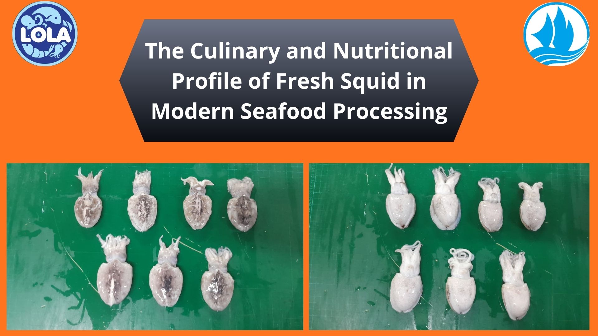  The Culinary and Nutritional Profile of Fresh Squid in Modern Seafood Processing